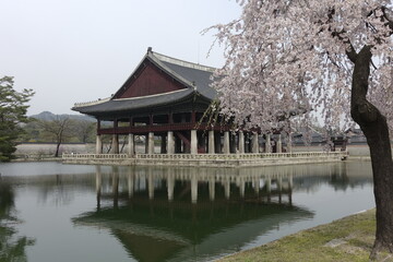 Fototapeta premium 경복궁 경회루 얖 만개한 벚꽃 풍경