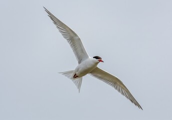 Obraz premium Arctic tern soars in the sky isolated on white background