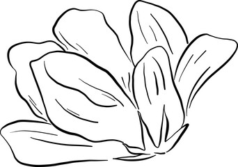 Overlapping petal bloom in angled side view