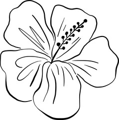 Hibiscus flower with stamen and soft overlapping petals