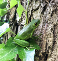 Green tree frog Hyla cinerea