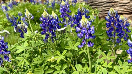 Fort Parker State Park, Texas, USA - best nature HD pics