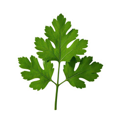Coriander Leaves Isolated On Transparent Background, Generative AI