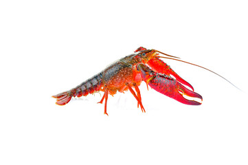 Lobster on a white background