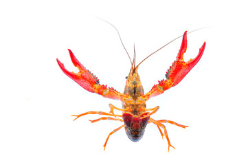 Lobster on a white background