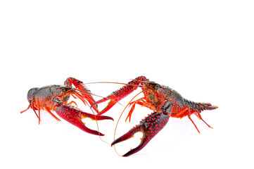 Lobster on a white background
