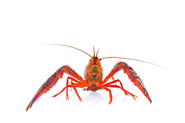 Lobster on a white background