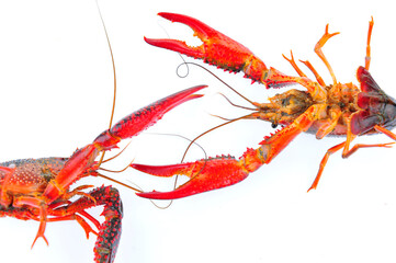 Lobster on a white background