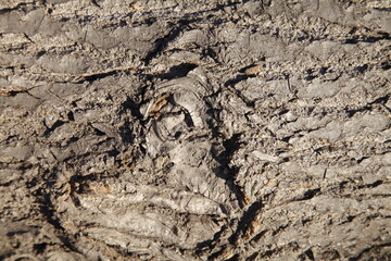 The texture of the old tree