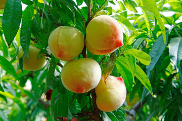 Organic peaches on tree branch