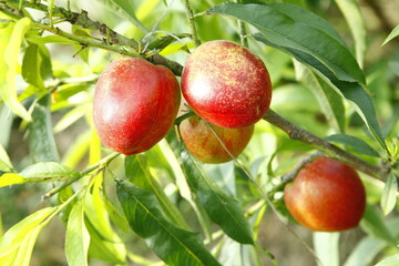 Organic peaches on tree branch