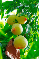 Organic peaches on tree branch