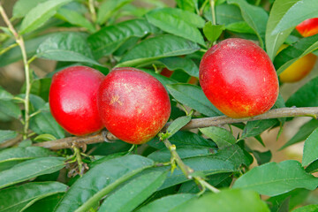 Organic peaches on tree branch