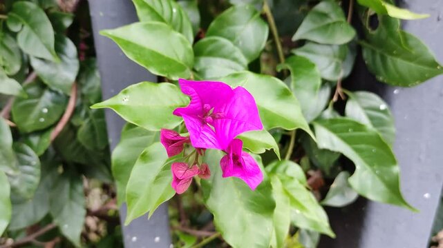 purple bougainvillea flowers outside,flores de buganvillas moradas en el exterior, (6)