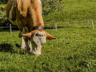 Beautiful landscape of a traditional Swiss Cow with a magnificent bell, grazing in the Swiss meadow...
