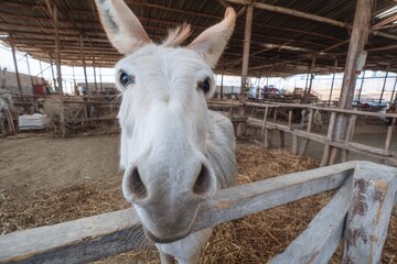 Curious donkey in a rustic barn setting.