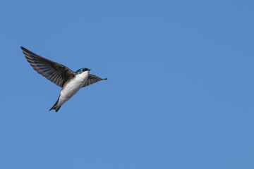 Tree swallow in flight against a blue sky.
