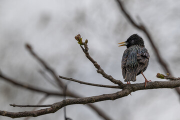 Common starling perched in a tree.