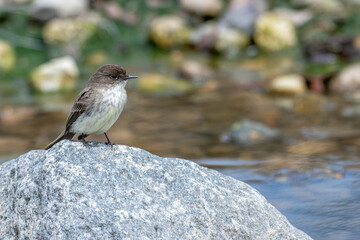 Eastern phoebe perched on a boulder.