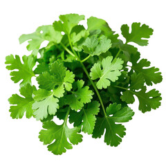 Coriander Leaves Isolated On Transparent Background, Generative AI