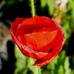 Mohn mit KI erstellt+ bearbeitet