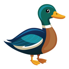 Duck isolated on white background