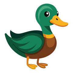 Duck isolated on white background