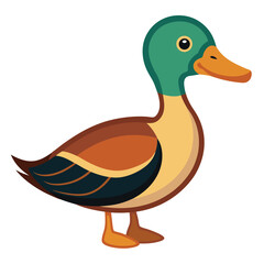 Duck isolated on white background