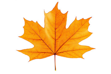 Naklejka premium Maple leaf in autumn, cut out of a transparent background.
