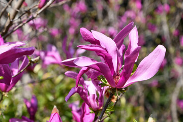 メリルマグノリア