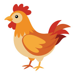 Hen isolated on white background