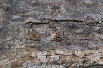 old wood texture