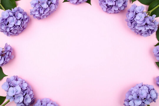 purple hydrangea flowers on a pink background