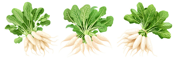 알타리무, 한국무 일러스트