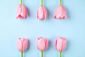 pink tulips on a blue background