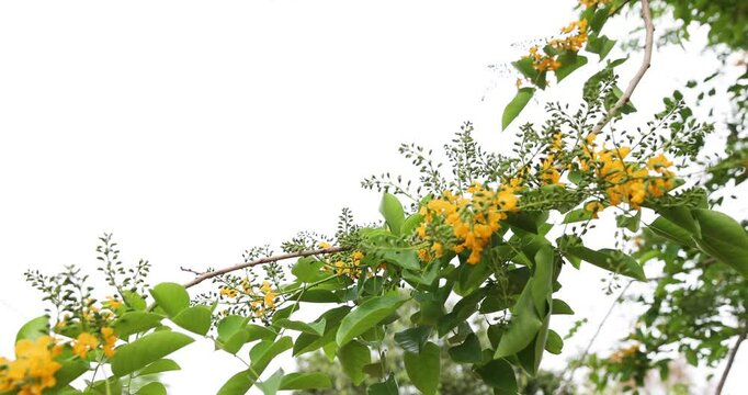 Bright yellow Padauk flowers are in full bloom on the tree and swaying beautifully in the morning breeze. (Pterocarpus macrocarpus) For the Myanmar water festival (Thingyan). taken in Myanmar.