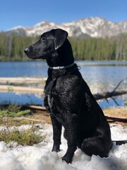 Black Labrador Retriever Enjoying a Snowy Mountain Lake
