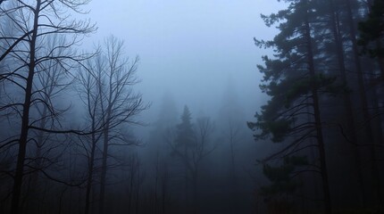 Fototapeta premium foggy forest in the night