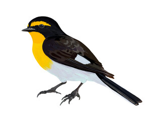 キビタキ（オス）