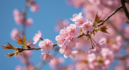 Cherry Blossom Branch Against Spring Sky Delicate Pink Petals Trembling In Breeze Bud Scales Still Clinging To Emerging Leaves