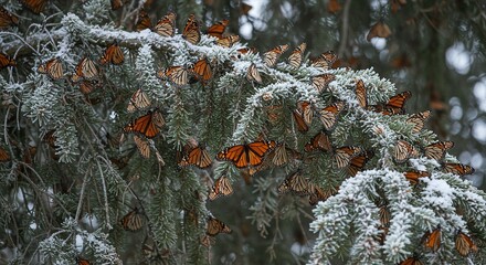Monarch Butterflies Clustering On Oyamel Fir Branches Orange Wings Closed In Winter Hibernation Frost Crystals On Bark Textures