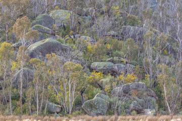 Rocks and trees, Namdagi NP, ACT, September 2024 © Jon Steinbeck