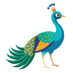 Peacock isolated on white background