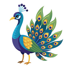 Peacock isolated on white background