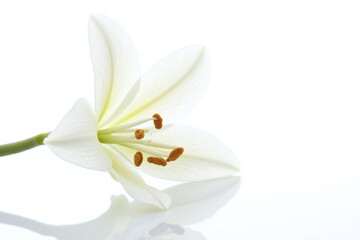 single white lily on a reflective surface