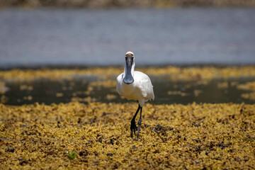 Royal Spoonbill (Platalea regia), Narooma, NSW, February 2025