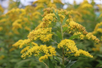 オオアワダチソウ