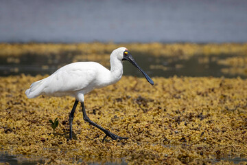 Royal Spoonbill (Platalea regia), Narooma, NSW, February 2025