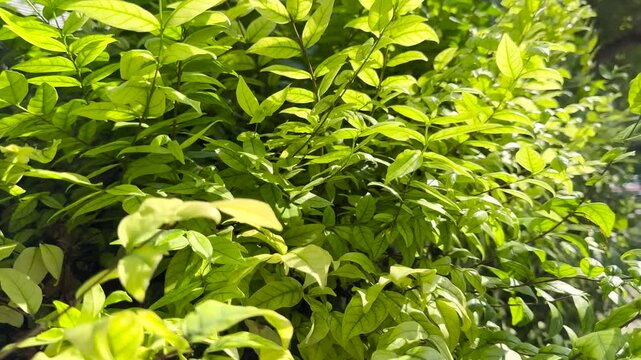 Water Jasmine plants or Wrightia religiosa benth in the garden 4k Video