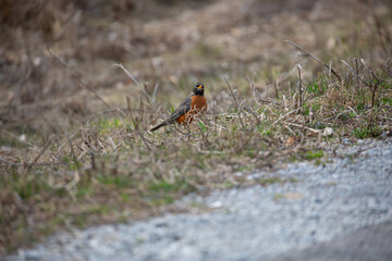 Robin standing in spring grass.